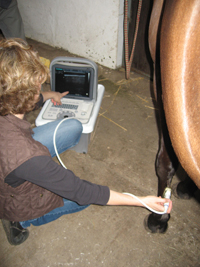 Prostata Pferd