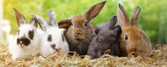 Five small adorable rabbits, baby fluffy rabbits sitting on dry straw,green nature background.bunny pet animal .. |  von Verin