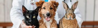 a dog, a cat and a rabbit are getting vaccinatde by a vet   von Fay Melronna
